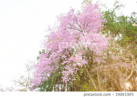 Pink blossoms on the branch, sakura blossoms 39861905