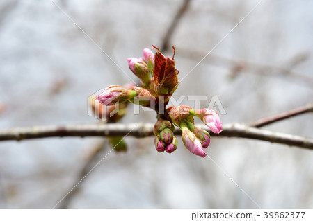 Sakura Tsubomi Sakura Tsubomi 39862377