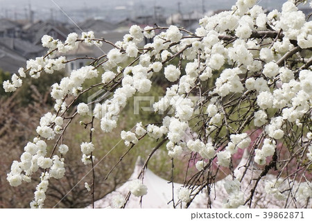White cherry blossoms white flower 02 39862871