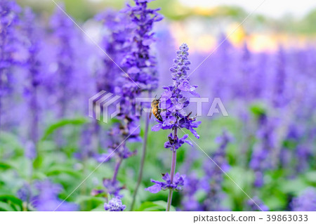The bee is collecting and drinking The bee is collecting and drinking 39863033