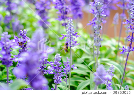 The bee is collecting and drinking The bee is collecting and drinking 39863035