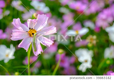 Caterpillars eating leaves and flowers Of cosmos 39863182