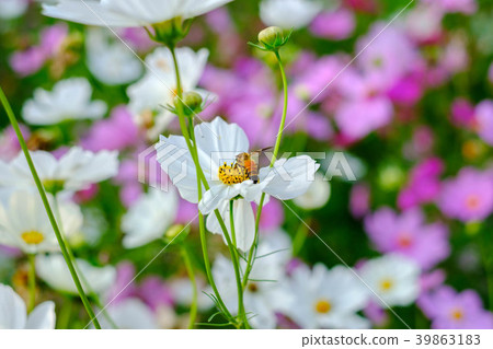 The bee is collecting and drinking the cosmos The bee is collecting and drinking the cosmos 39863183