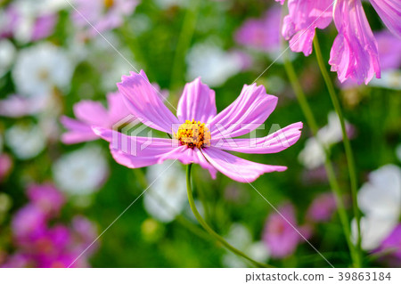 Cosmos flowers in spring season looks refreshing Cosmos flowers in spring season looks refreshing 39863184