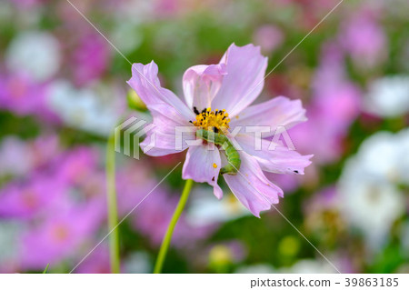Caterpillars eating leaves and flowers Caterpillars eating leaves and flowers 39863185