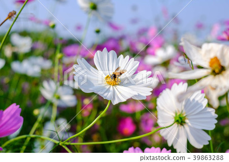 The bee is collecting and drinking the cosmos The bee is collecting and drinking the cosmos 39863288