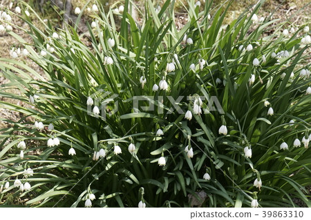 Snowdrop白花 39863310