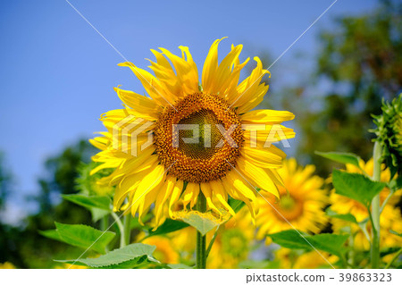 The bright yellow sunflower is blending The bright yellow sunflower is blending 39863323