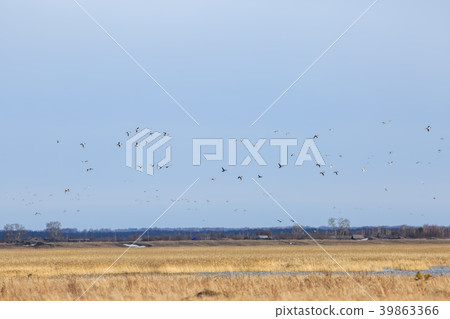 Pintail Duck 39863366
