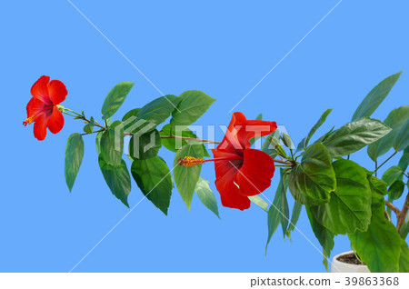 Hibiscus Hibiscus 39863368