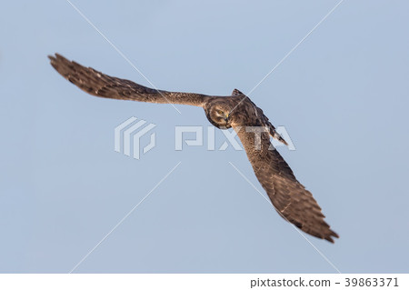 Pallid Harrier Pallid Harrier 39863371