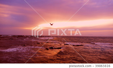 海鷗和日落雲彩 39863816
