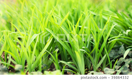 Fresh green spring grass closeup. Abstract Nature 39864332