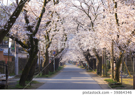 Akitsuki的櫻花 39864346