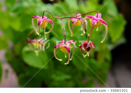 淡水韭菜 39865301