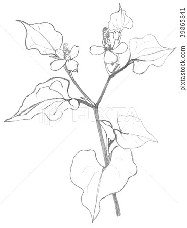 Houttuynia cordata Dokudami 39865841