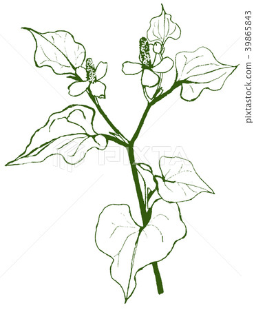 Houttuynia cordata Dokudami single color 39865843