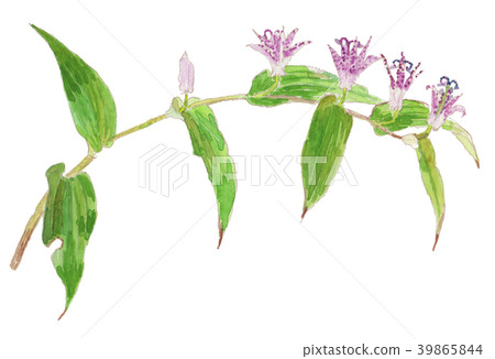 Hototogis Tricyrtis hirta 39865844