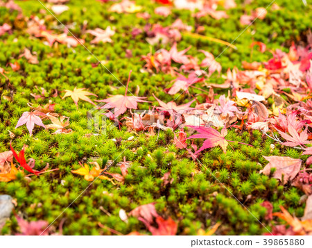 Colorful leaves on green floor 39865880