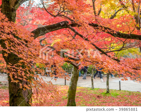 Colorful leaves in Japan autumn 39865881