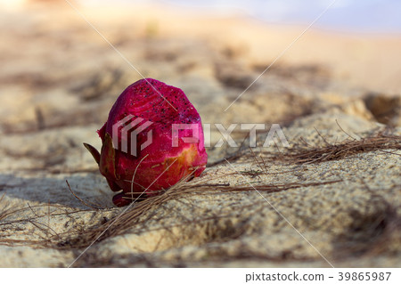 Red, juicy dragon fruit lies on the sand Red, juicy dragon fruit lies on the sand 39865987
