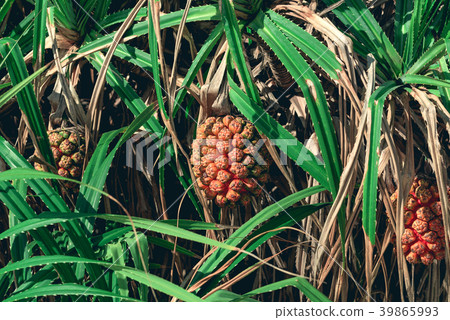 Pandan fruit grooving on the tree.  39865993