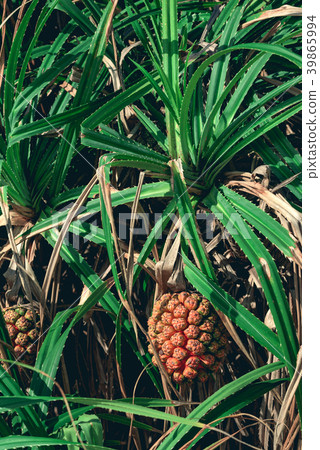 Pandan fruit grooving on the tree.  39865994