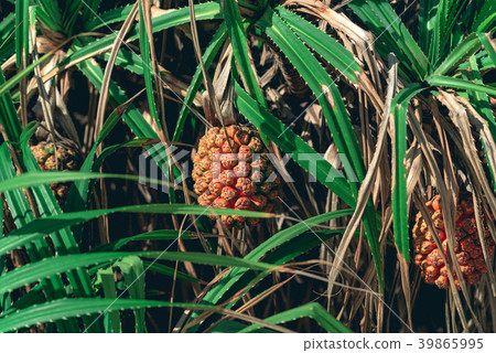 Pandan fruit grooving on the tree. Pandan fruit grooving on the tree. 39865995