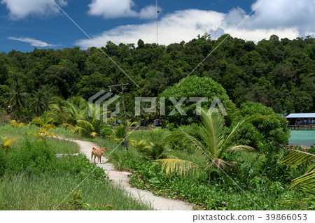 Beautiful view of the jungle in tropical island Ko Beautiful view of the jungle in tropical island Ko 39866053