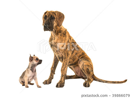Brown great dane and cute chihuahua 39866079