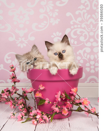 Two rag doll baby cats in a pink flowerpot 39866080
