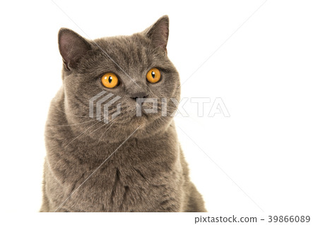 Portrait of a gray british short haired cat 39866089