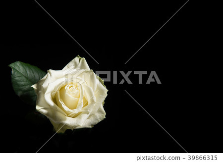 Single blooming white rose on a black background 39866315