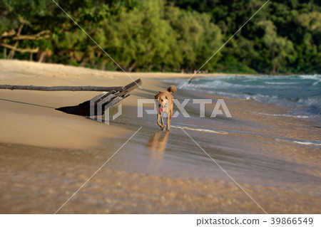 Island Dog running at the Lazy Beach shore Island Dog running at the Lazy Beach shore 39866549