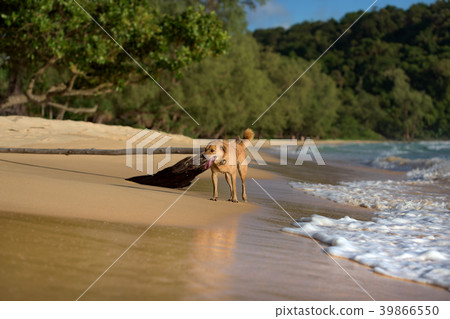 Island Dog running at the Lazy Beach shore 39866550