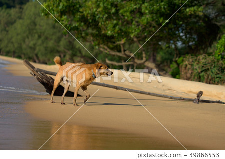 Island Dog running at the Lazy Beach shore Island Dog running at the Lazy Beach shore 39866553