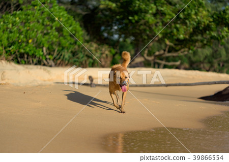 Island Dog running at the Lazy Beach shore Island Dog running at the Lazy Beach shore 39866554