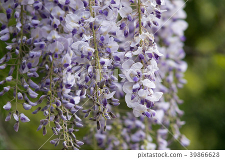 Wild Wisteria - Stock Photo [39866628] - PIXTA