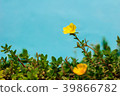 Common Purslane, Verdolaga, Pigweed or Pusley 39866782