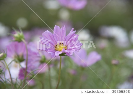 Close view of natural flower Cosmos Close view of natural flower Cosmos 39866868