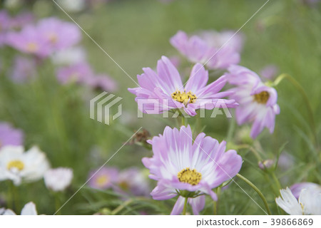 Close view of natural flower Cosmos 39866869