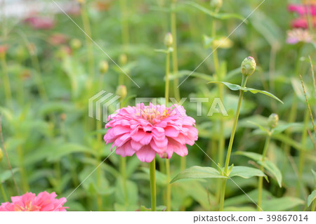Beautiful pink flower (Zinnia) in the garden. 39867014