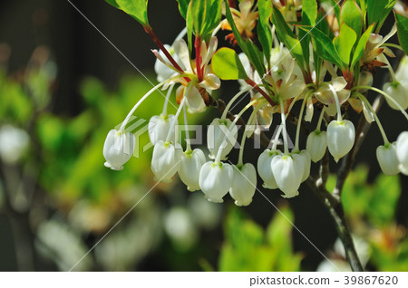 Lighthouse Azalea Lighthouse Azalea 39867620