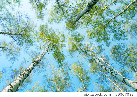 View up to spring birch trees with green leaves View up to spring birch trees with green leaves 39867882