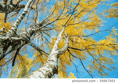 View up to autumn birch trees with yellow leaves 39867883