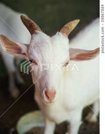 White goat portrait White goat portrait 39867884