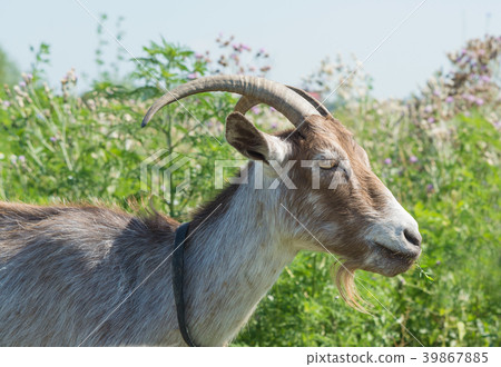 dark brown goat on the summer meadow dark brown goat on the summer meadow 39867885
