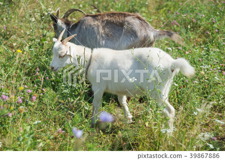Two goats are on the summer meadow Two goats are on the summer meadow 39867886