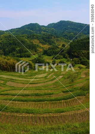 Sanae的Boso半島,Oyama Senmaida Sanae的Boso半島,Oyama Senmaida 39868040