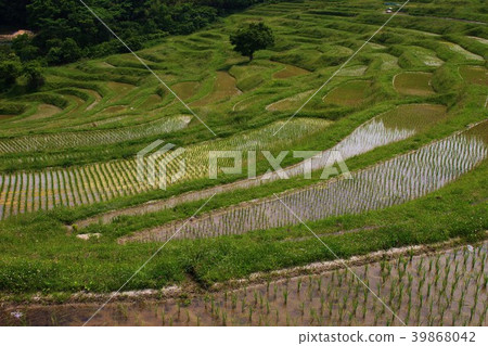 Sanae的Boso半島,Oyama Senmaida Sanae的Boso半島,Oyama Senmaida 39868042